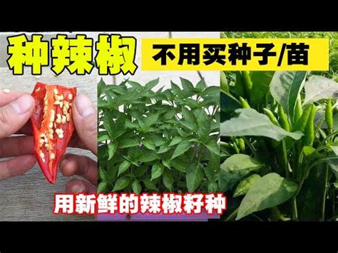 種辣椒風水|【種辣椒風水】「種辣椒風水衝擊！家裡為什麼不該錯過種辣椒的。